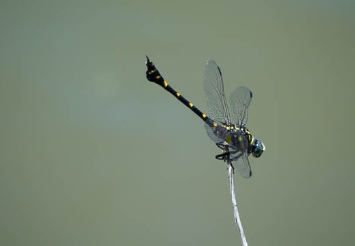 201607071140-DSC04339RX10M3.jpg
