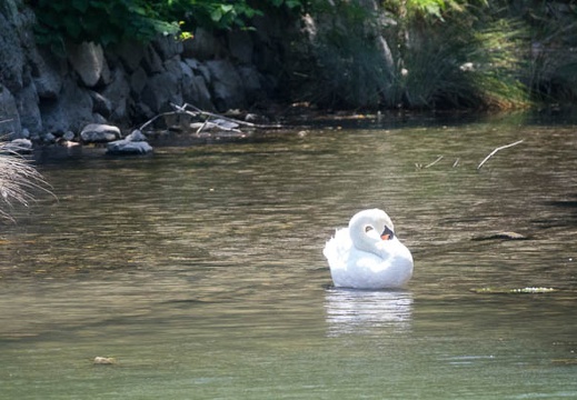 201607071155-DSC04361RX10M3.jpg