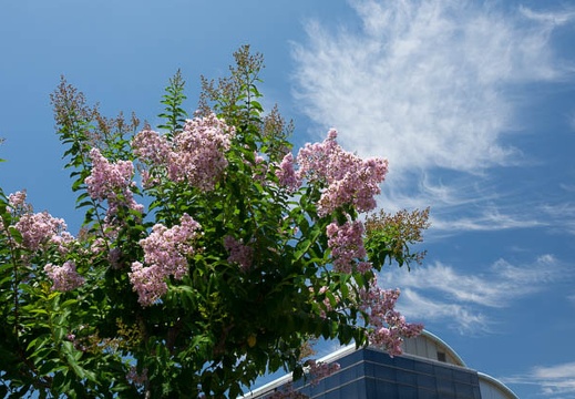 201607071159-DSC04372RX10M3.jpg