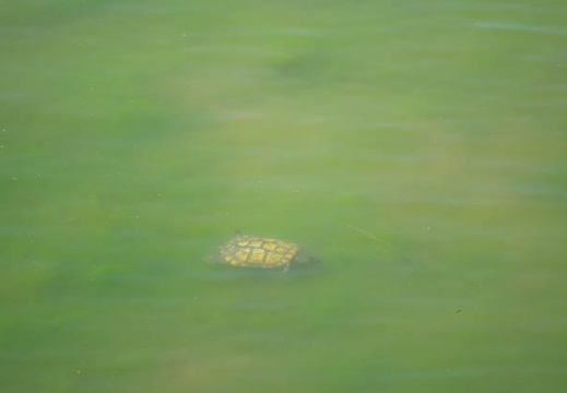 201607071400-DSC04443RX10M3.jpg
