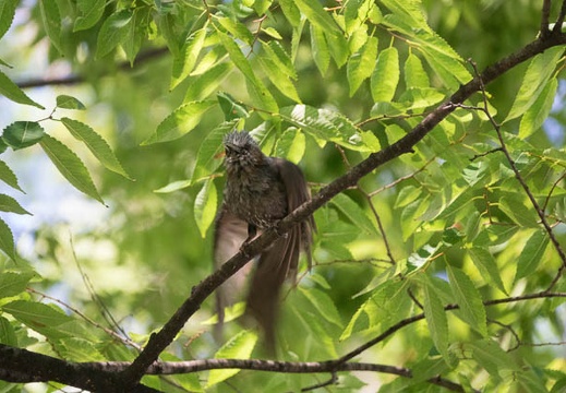 201607071421-DSC04447RX10M3.jpg