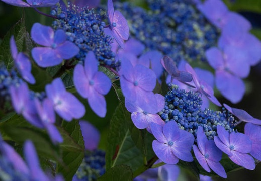 201607111005-DSC04805RX10M3.jpg