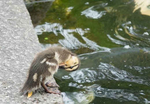 201607121050-DSC04823RX10M3.jpg