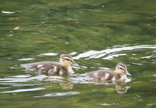 201607121051-DSC04826RX10M3.jpg
