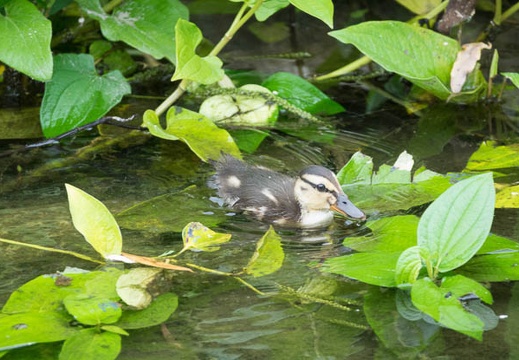 201607121106-DSC04844RX10M3.jpg