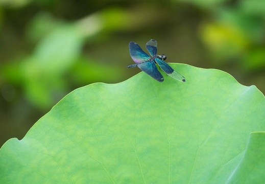 201607121108-DSC04849RX10M3.jpg