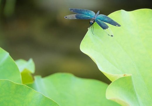 201607121110-DSC04852RX10M3.jpg