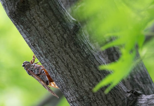 201607151509-DSC05346RX10M3.jpg