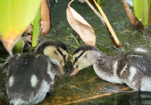 201607151514-DSC05376RX10M3.jpg