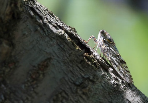 201607191254-DSC05945RX10M3.jpg