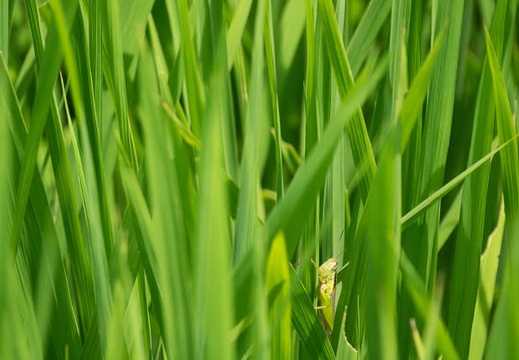 201607201051-DSC06015RX10M3.jpg