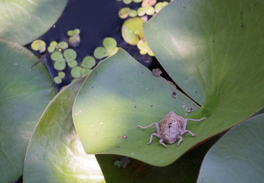 201607201156-DSC06062RX10M3.jpg