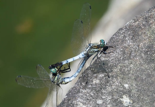 201607201214-DSC06096RX10M3.jpg