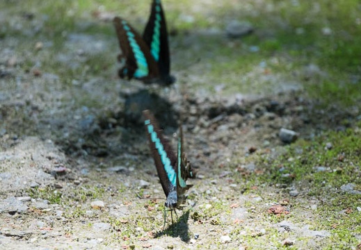 201607201236-DSC06135RX10M3.jpg