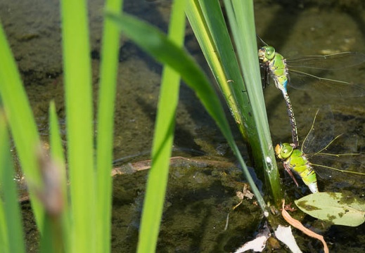 201607211359-DSC06328RX10M3.jpg