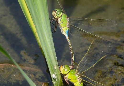 201607211401-DSC06344RX10M3.jpg
