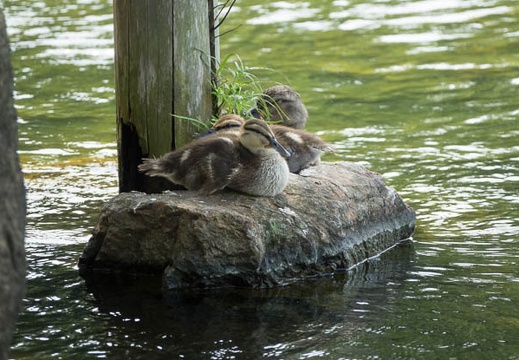 201607211404-DSC06349RX10M3.jpg