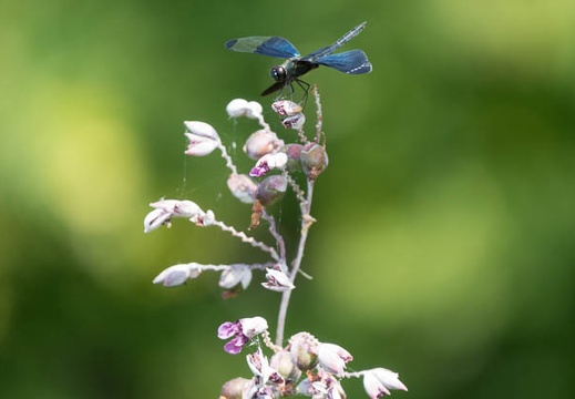 201607211437-DSC06375RX10M3.jpg
