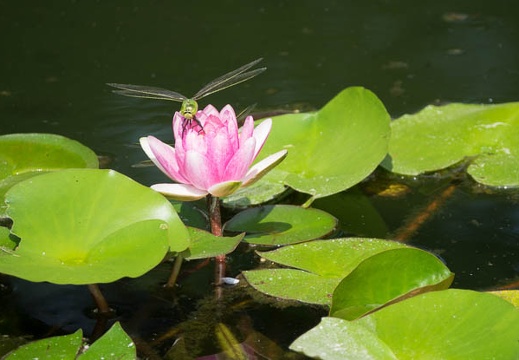 201607211444-DSC06389RX10M3.jpg