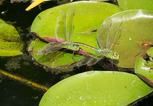 201607211444-DSC06391RX10M3.jpg