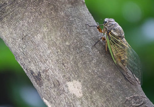 201607231326-DSC06416RX10M3.jpg