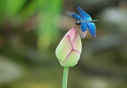 201607231332-DSC06434RX10M3.jpg