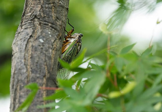 201607231336-DSC06443RX10M3.jpg