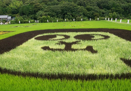 07.28 田んぼアート岡崎