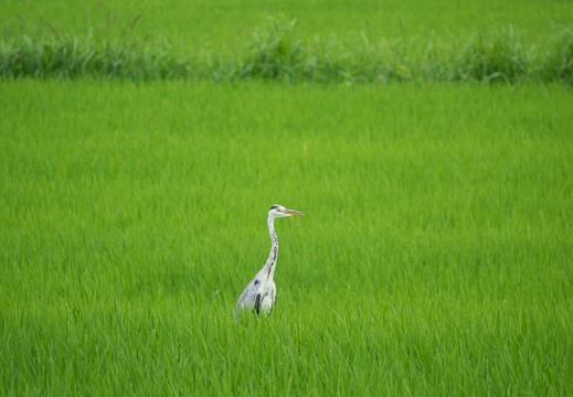 201607281148-DSC06835RX10M3.jpg