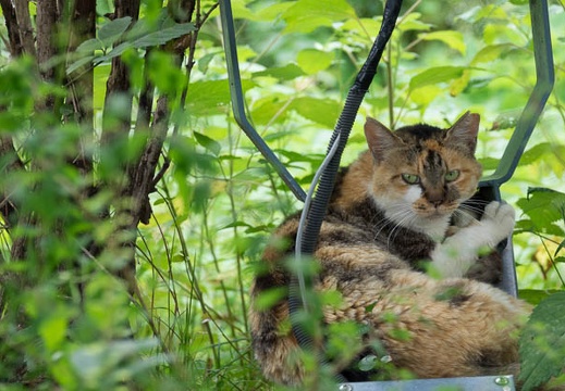 201607281518-DSC06860RX10M3.jpg