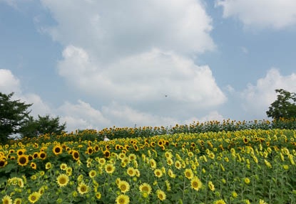 201608010917-DSC06924RX10M3.jpg
