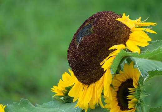 201608010930-DSC06957RX10M3.jpg