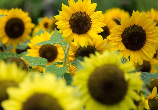 201608010932-DSC06965RX10M3.jpg
