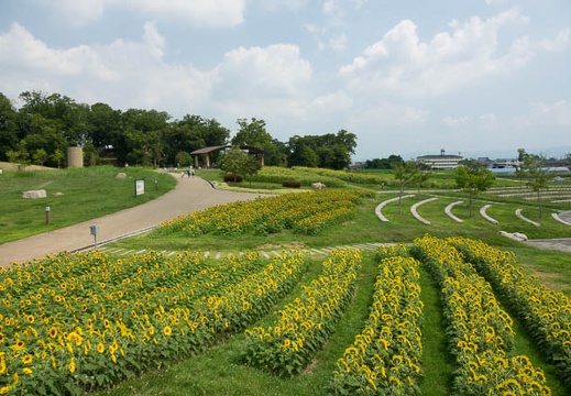 201608011040-DSC07045RX10M3.jpg