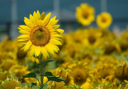 201608080951-DSC07457RX10M3.jpg