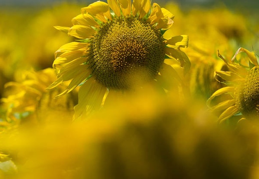 201608081032-DSC07586RX10M3.jpg