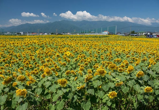 201608081033-DSC07588RX10M3.jpg