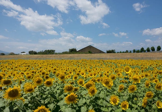 201608091141-DSC07794RX10M3.jpg