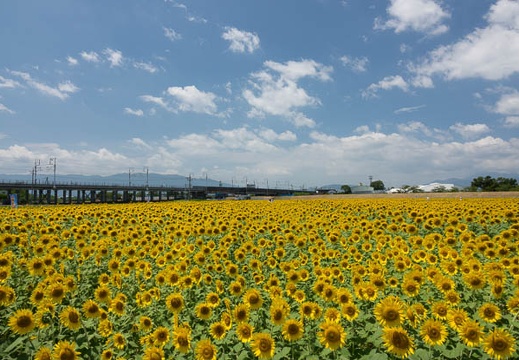 201608091147-DSC07820RX10M3.jpg