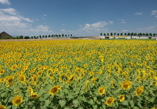201608091154-DSC07849RX10M3.jpg