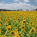 201608091200-DSC07869RX10M3.jpg