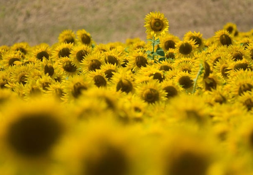 201608091202-DSC07876RX10M3.jpg