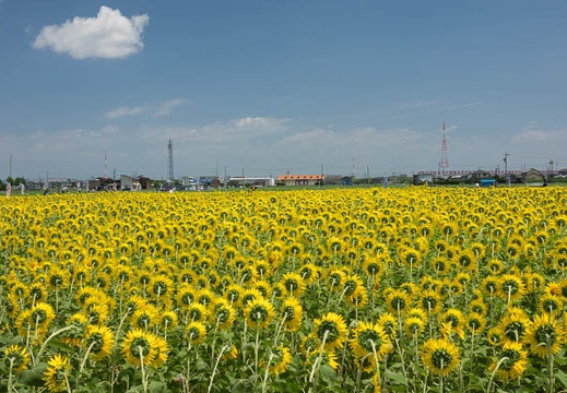 201608091204-DSC07878RX10M3.jpg