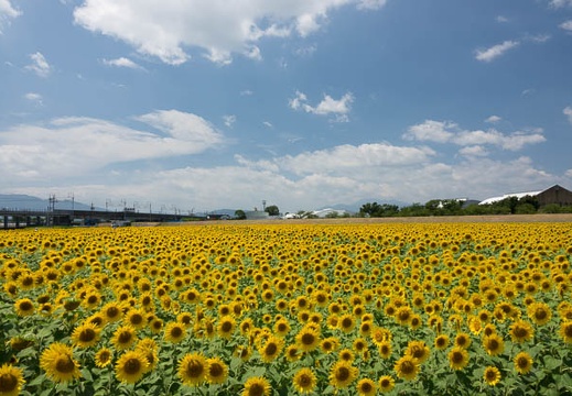 201608091225-DSC07890RX10M3.jpg