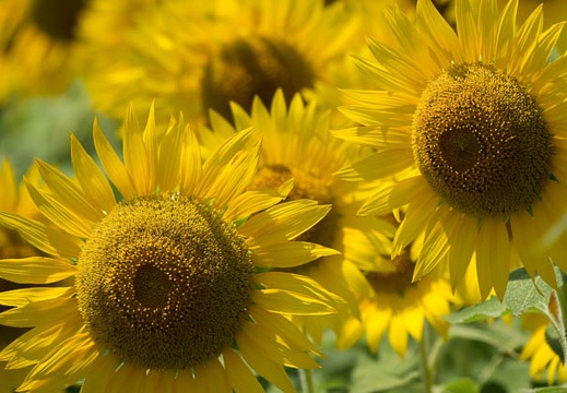 201608091233-DSC07896RX10M3.jpg