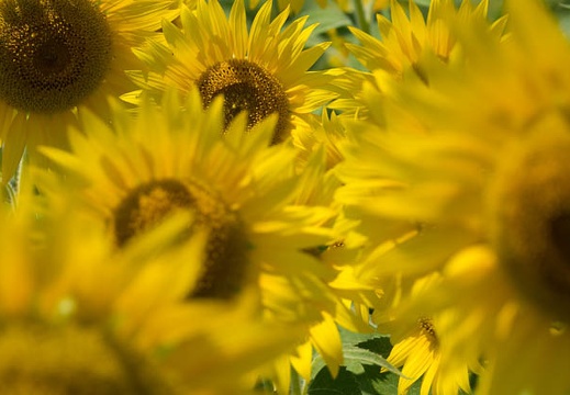 201608091247-DSC07912RX10M3.jpg