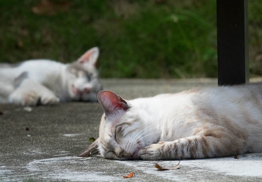 201608301318-DSC08820RX10M3.jpg