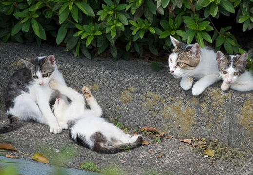 201608301329-DSC08858RX10M3.jpg