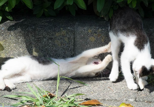 201608301335-DSC08906RX10M3.jpg