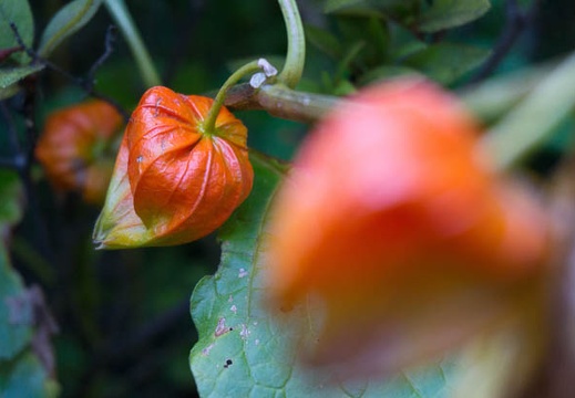 201609091530-DSC05414N6.jpg